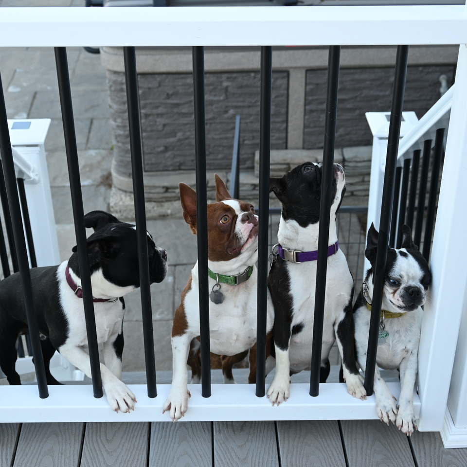 Gray boston store terrier for sale